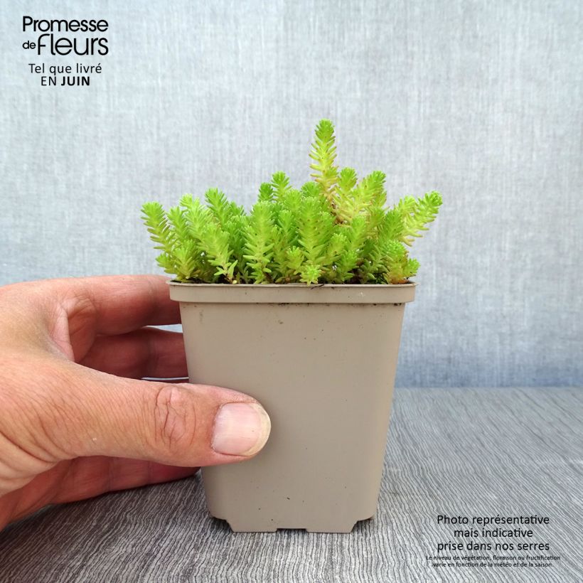 Sedum sexangulare - Stonecrop 8/9 cm pot sample as delivered in summer