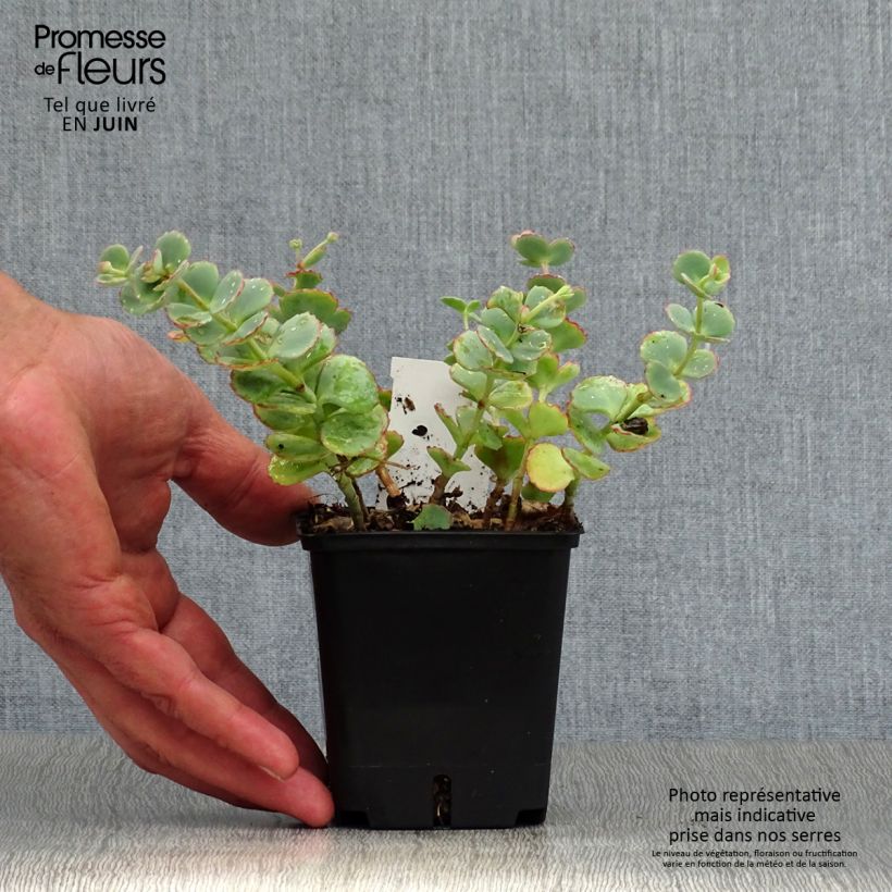 Sedum sieboldii - Stonecrop 8/9 cm pot sample as delivered in summer