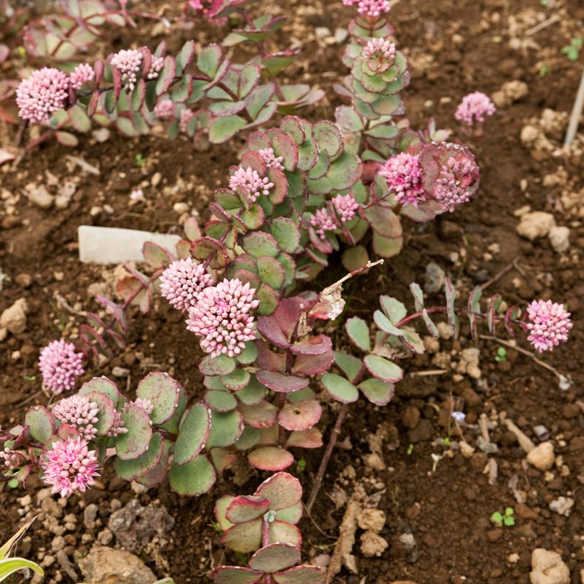 Sedum sieboldii - Stonecrop (Plant habit)