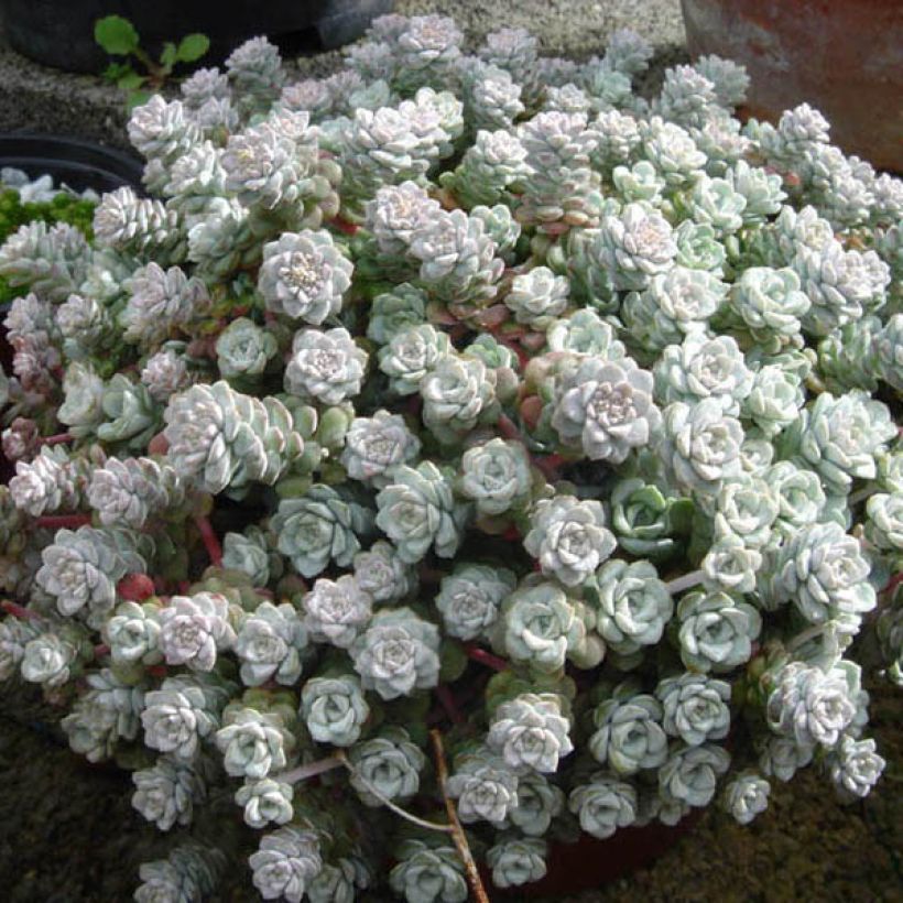 Sedum spathulifolium Cape Blanco - Stonecrop (Plant habit)
