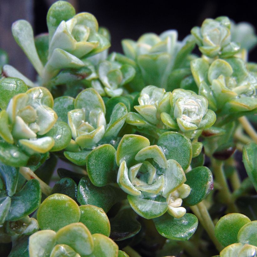 Sedum spathulifolium Cape Blanco - Stonecrop (Foliage)