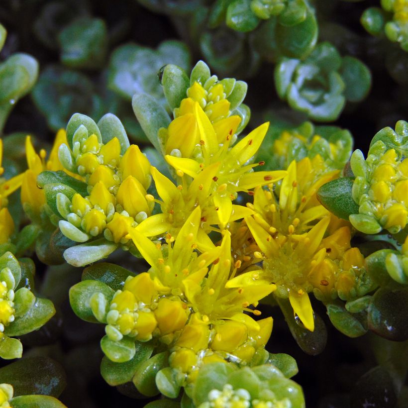 Sedum spathulifolium Cape Blanco - Stonecrop (Flowering)