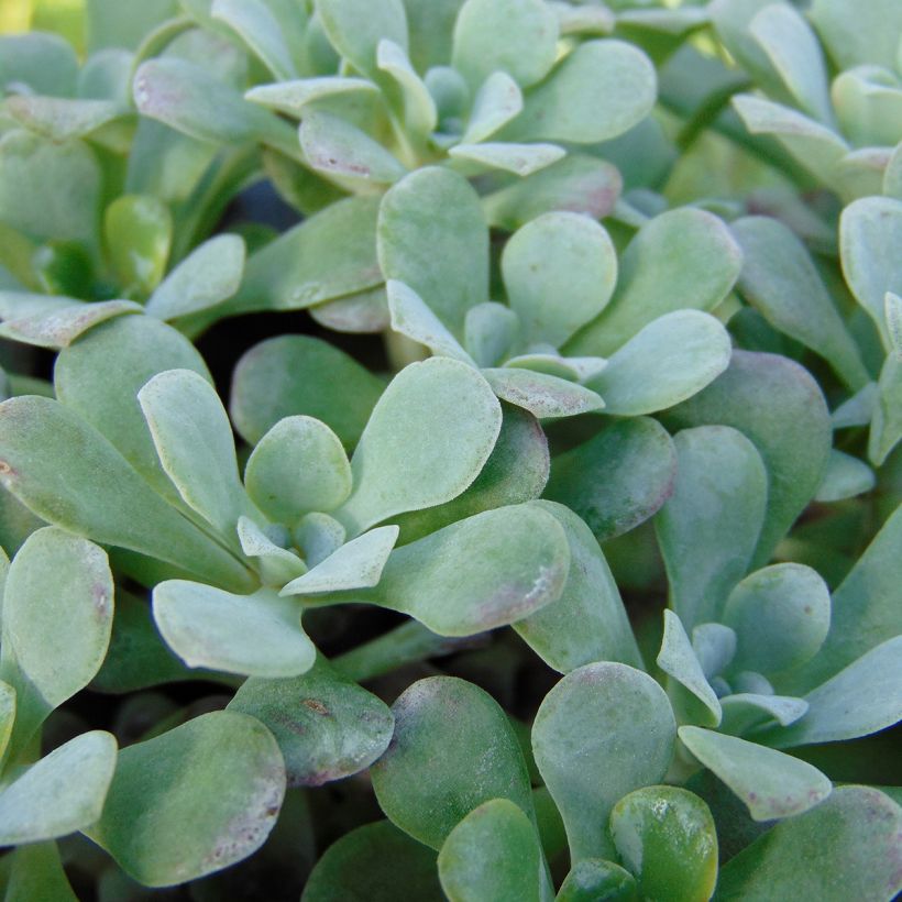 Sedum spathulifolium Purpureum - Stonecrop (Foliage)