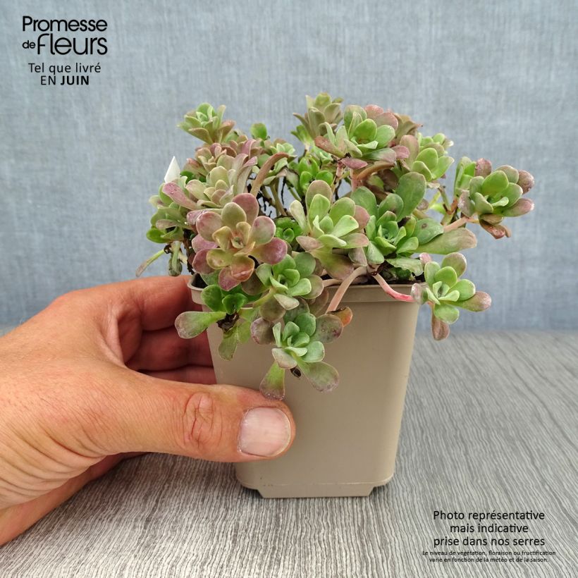 Sedum spathulifolium Purpureum - Stonecrop 8/9 cm pot sample as delivered in summer