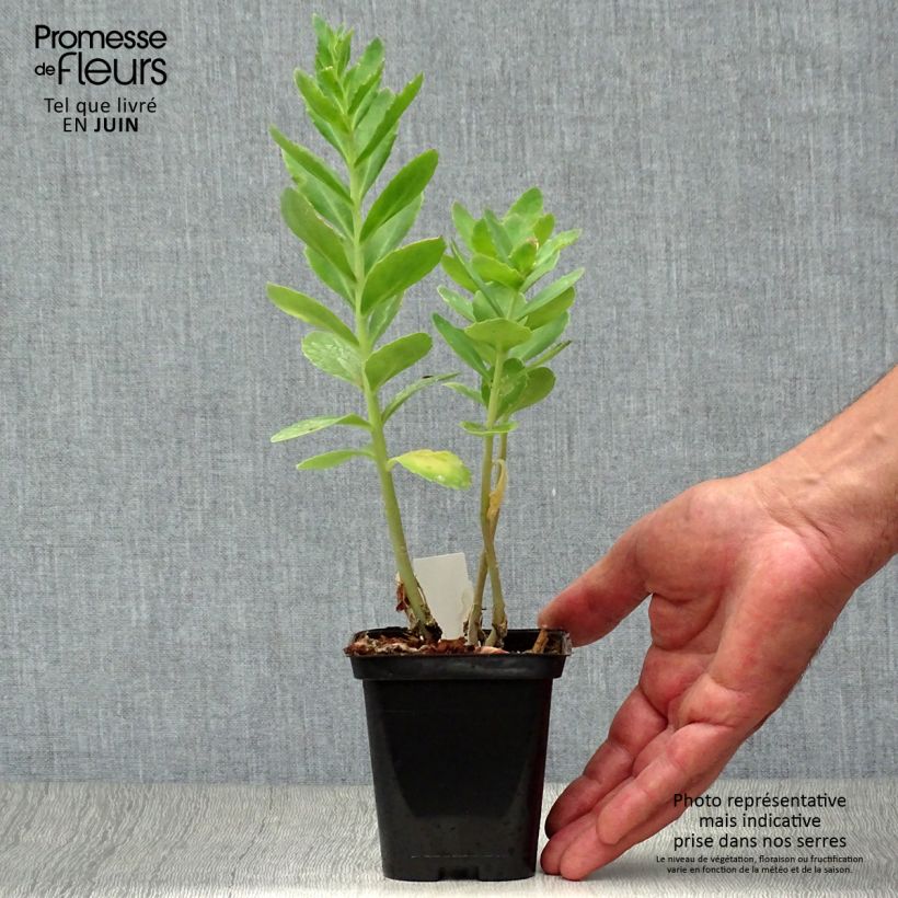 Sedum spectabile Carl - Autumn Stonecrop 8/9 cm pot sample as delivered in summer