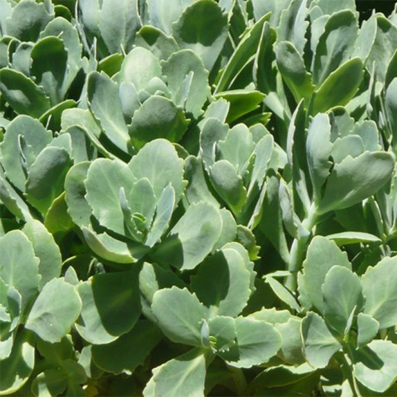 Sedum spectabile Carmen - Autumn Stonecrop (Foliage)