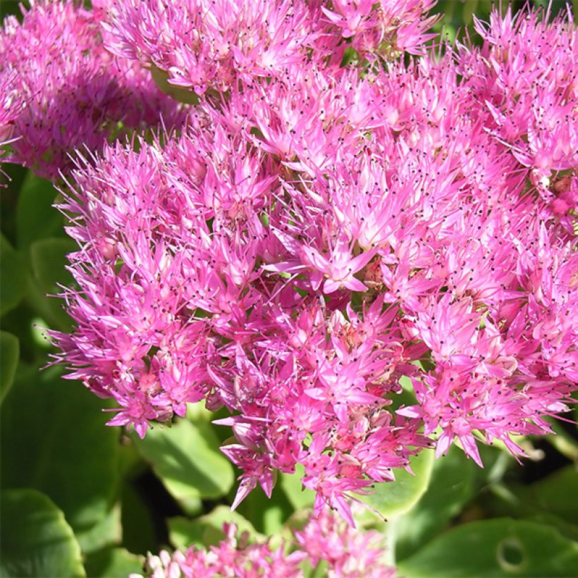 Sedum spectabile Carmen - Autumn Stonecrop (Flowering)