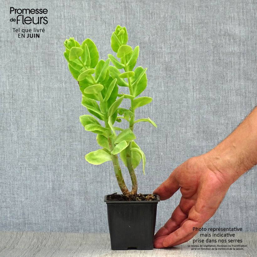 Sedum spectabile Carmen - Autumn Stonecrop 7/8 cm pot sample as delivered in summer