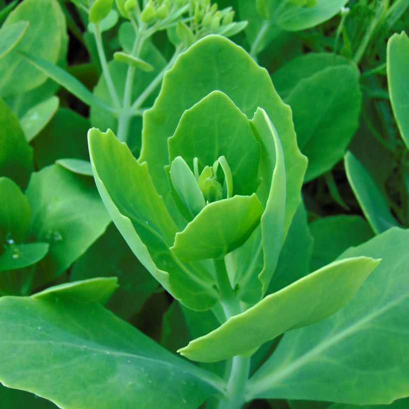 Sedum spectabile Meteor - Autumn Stonecrop (Foliage)