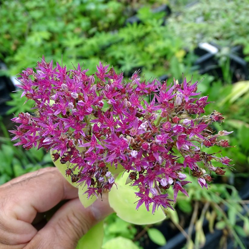 Sedum spectabile Meteor - Autumn Stonecrop (Flowering)