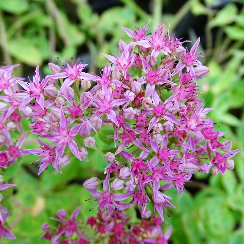 Sedum spectabile Septemberglut - Autumn Stonecrop (Flowering)