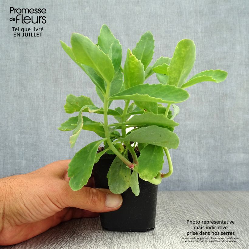 Sedum spectabile Septemberglut - Autumn Stonecrop 8/9 cm pot sample as delivered in summer