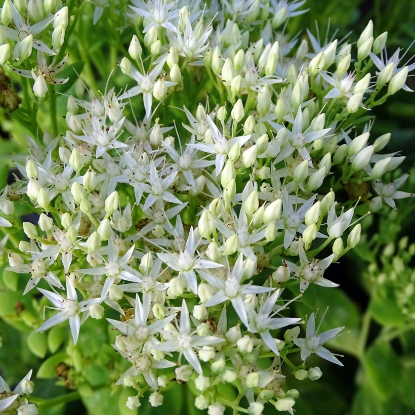 Sedum spectabile Stardust - Autumn Stonecrop (Flowering)