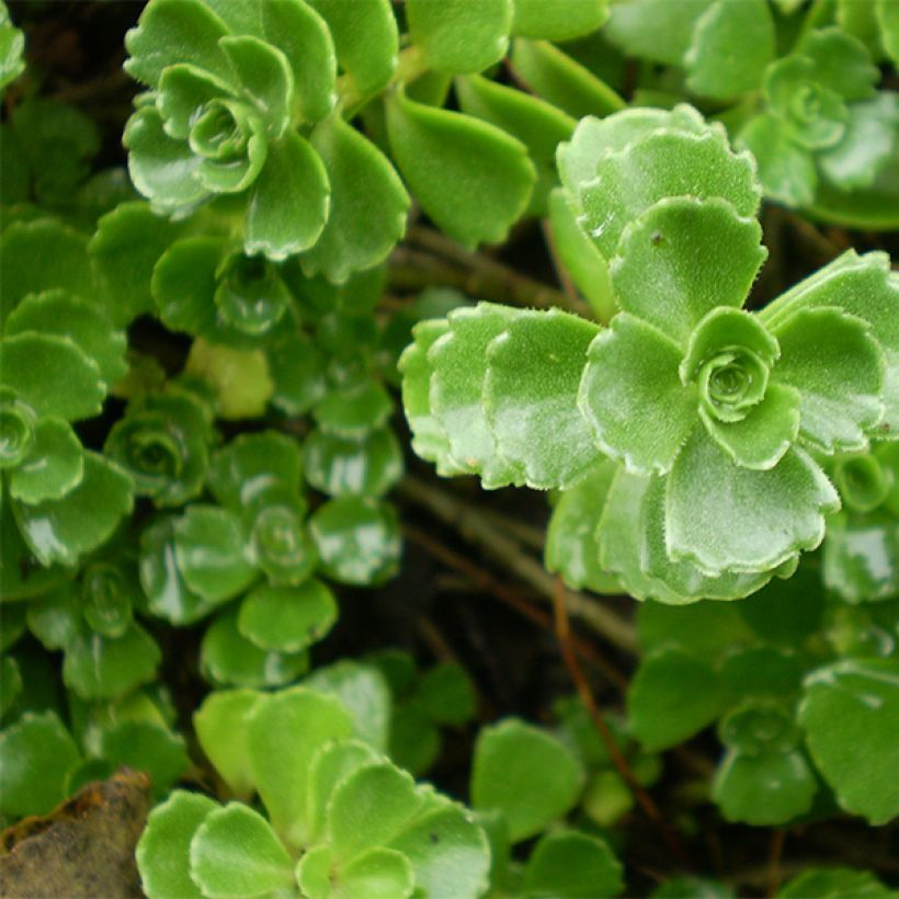 Sedum spurium Album Superbum - Autumn Stonecrop (Foliage)