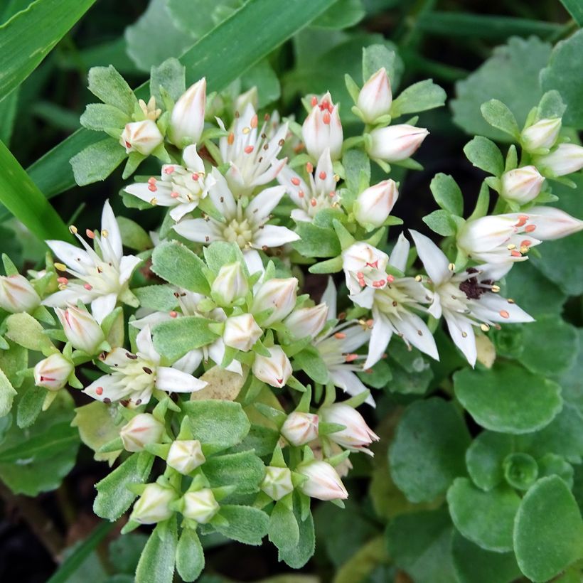 Sedum spurium Album Superbum - Autumn Stonecrop (Flowering)