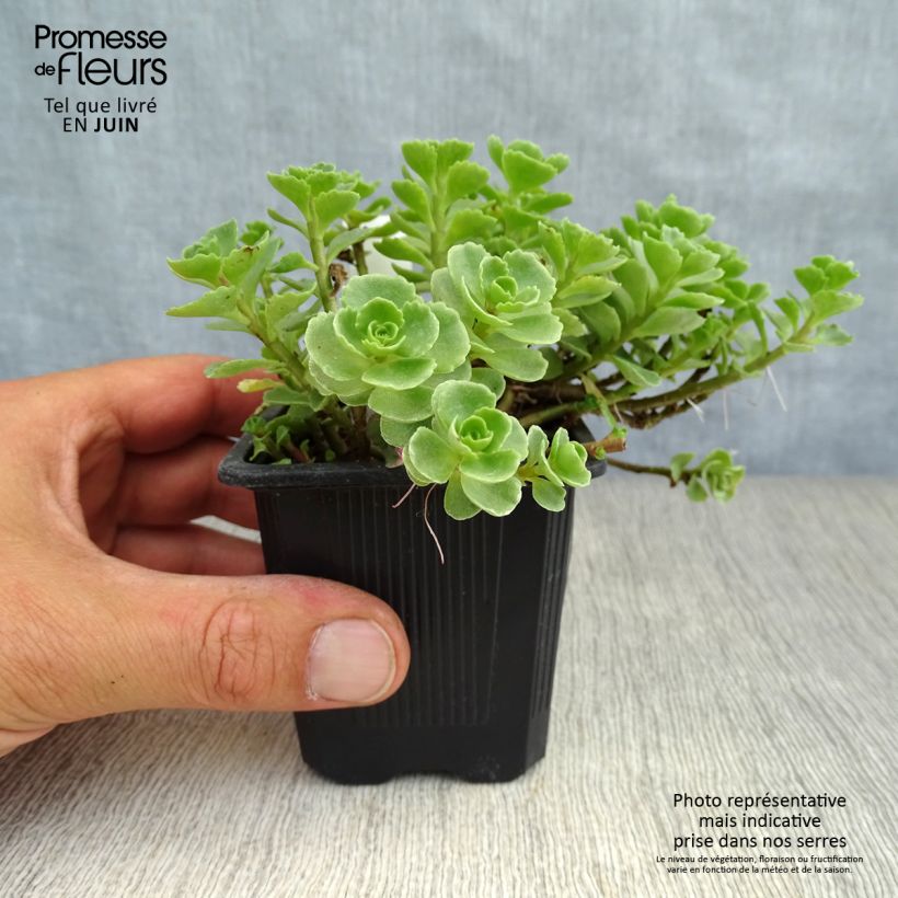 Sedum spurium Album Superbum - Autumn Stonecrop 8/9 cm pot sample as delivered in summer