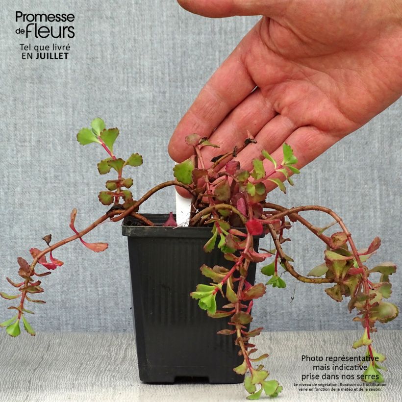 Sedum spurium Fuldaglut - Stonecrop 8/9 cm pot sample as delivered in summer