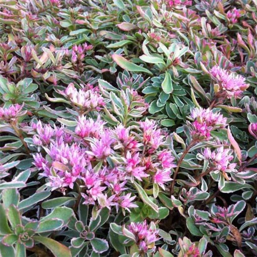 Sedum spurium Variegatum - Stonecrop (Flowering)