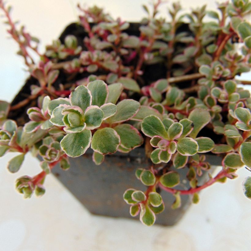 Sedum spurium Variegatum - Stonecrop (Foliage)