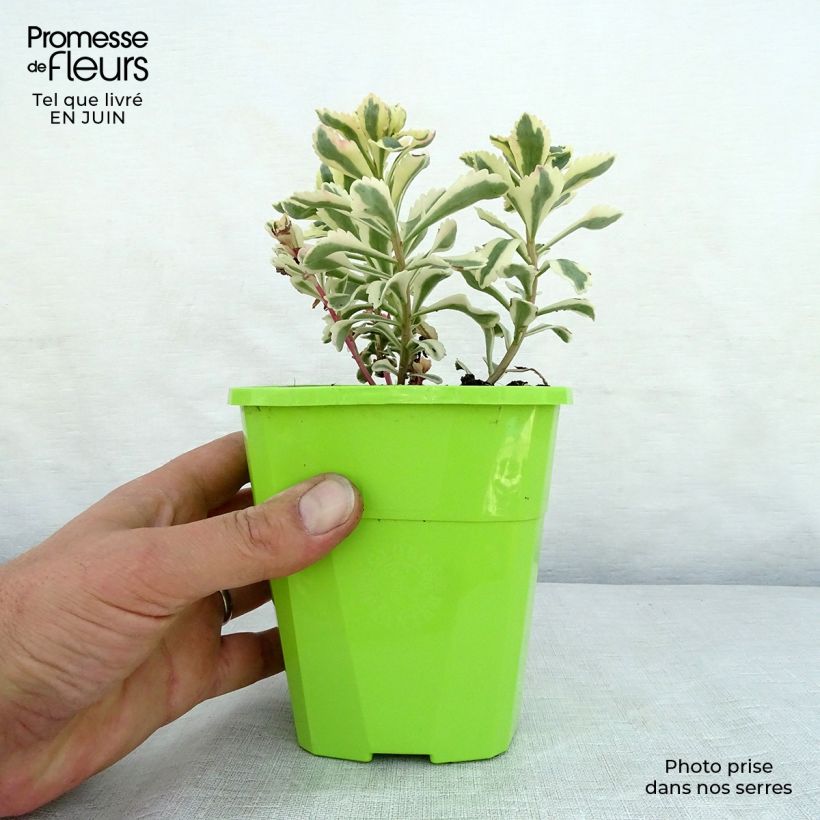 Sedum takesimense Atlantis - Stonecrop 1.5L/2L pot sample as delivered in summer