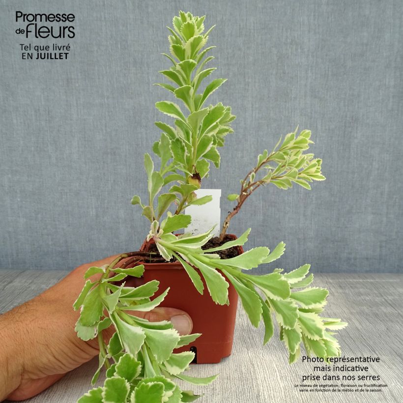 Sedum takesimense Atlantis - Stonecrop 8/9 cm pot sample as delivered in summer