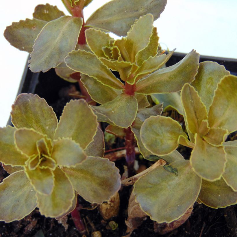 Sedum telephium El Cid - Autumn Stonecrop (Foliage)