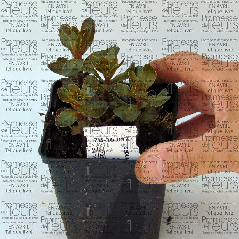 Example of Sedum telephium El Cid - Autumn Stonecrop 8/9 cm pot specimen as delivered