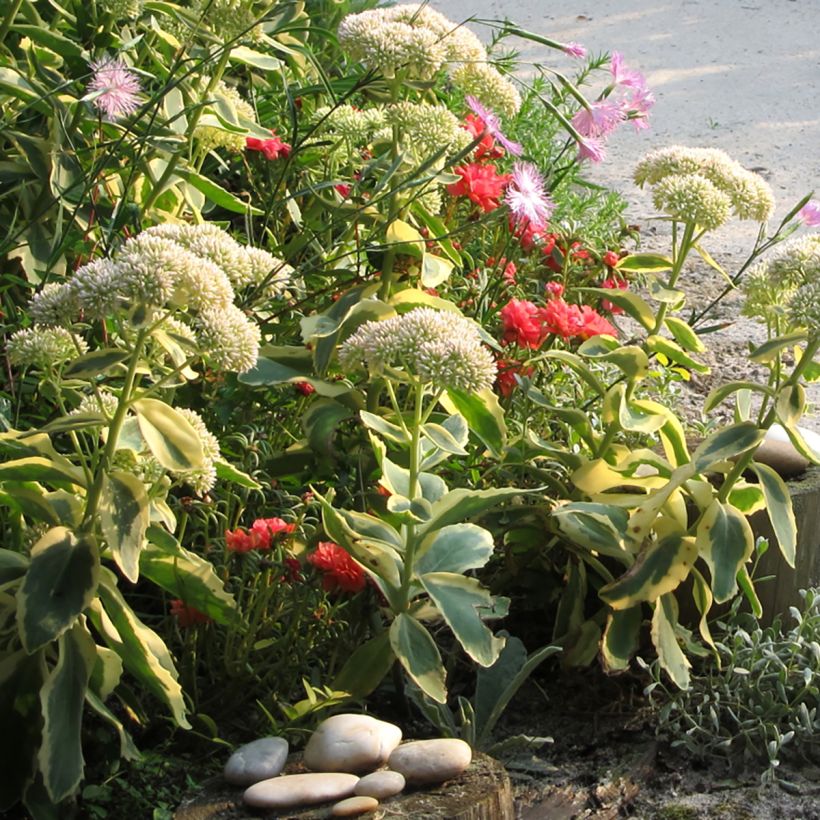 Sedum telephium Lajos Autumn Charm - Autumn Stonecrop (Plant habit)