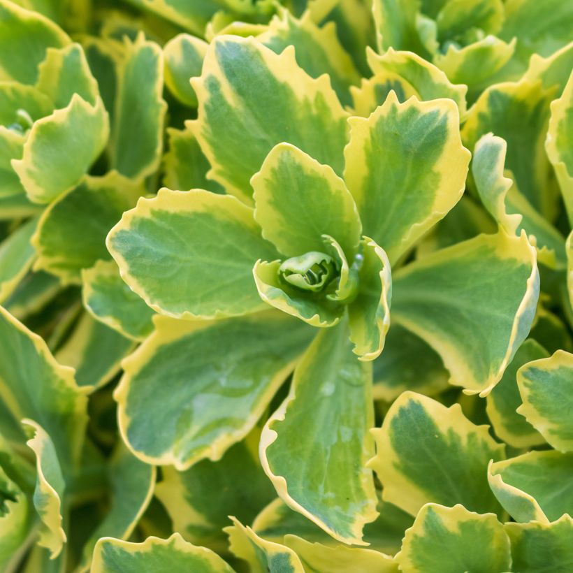 Sedum telephium Lajos Autumn Charm - Autumn Stonecrop (Foliage)