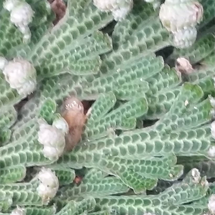 Selaginella lepidophylla (Foliage)