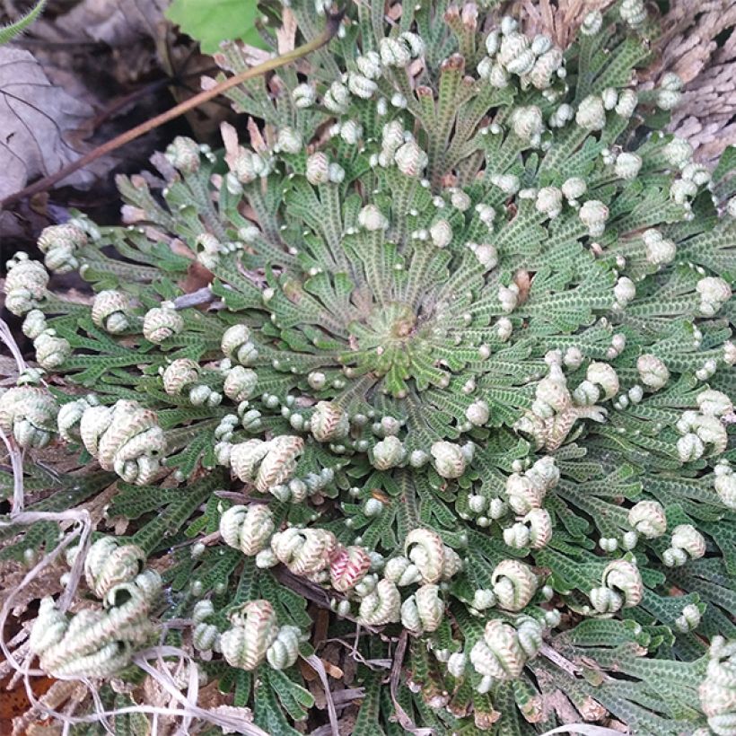 Selaginella lepidophylla (Plant habit)