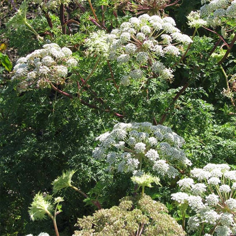 Selinum wallichianum (Flowering)