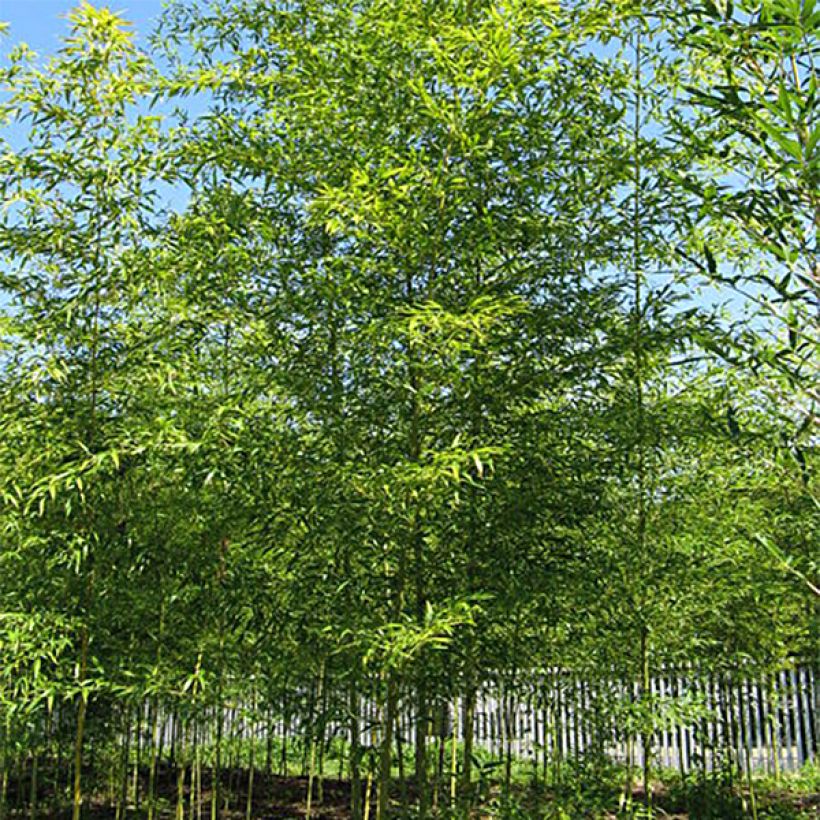 Semiarundinaria fastuosa - Medium-sized Bamboo (Plant habit)