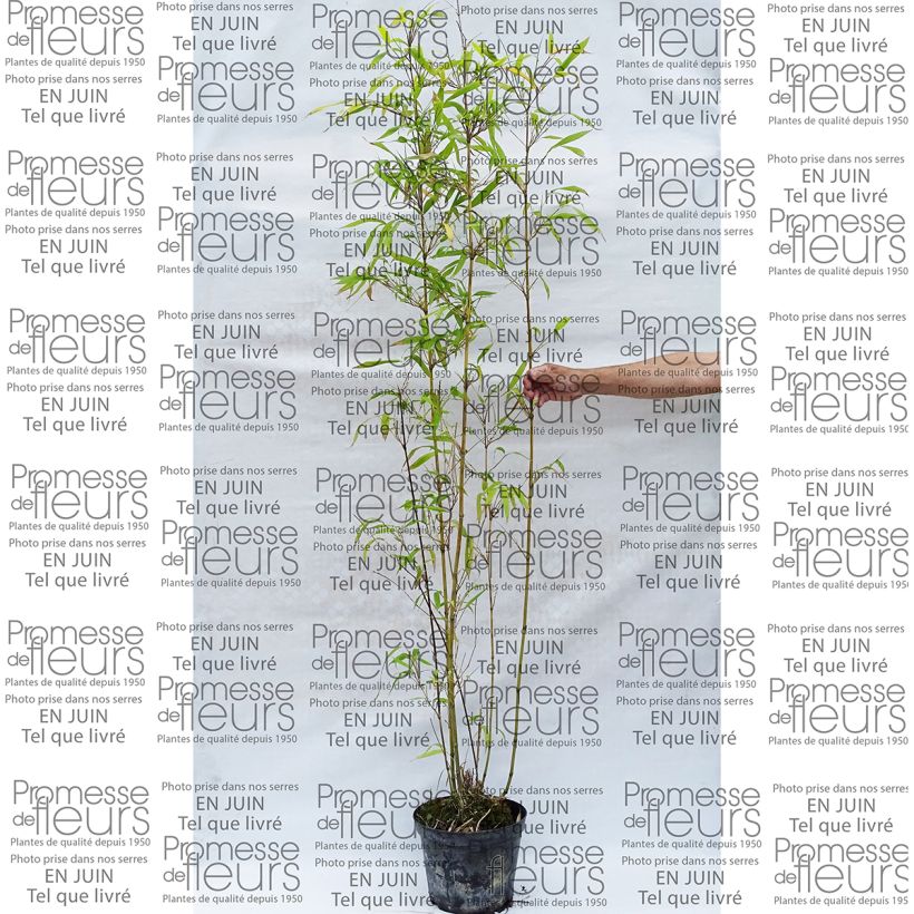 Example of Semiarundinaria fastuosa - Medium-sized Bamboo 7.5L/10L pot specimen as delivered