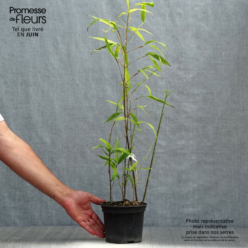 Semiarundinaria fastuosa - Medium-sized Bamboo 1.5L/2L pot sample as delivered in summer