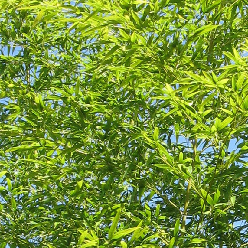 Semiarundinaria fastuosa var. viridis (Foliage)