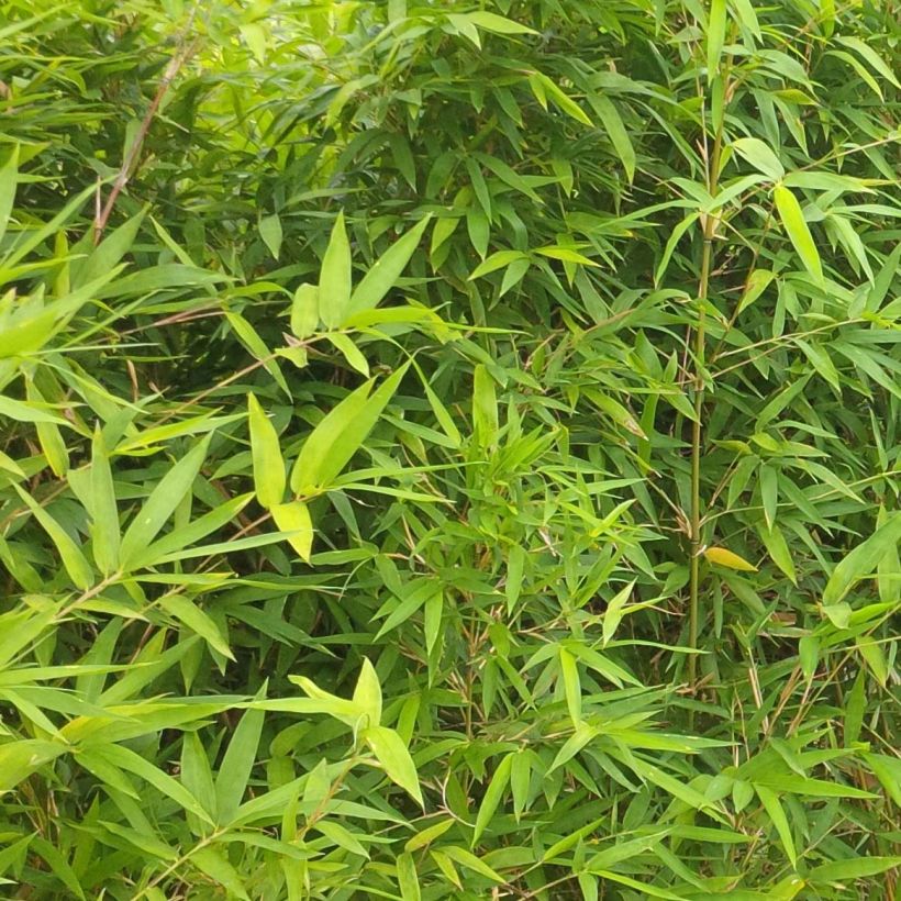 Semiarundinaria makinoi   (Foliage)