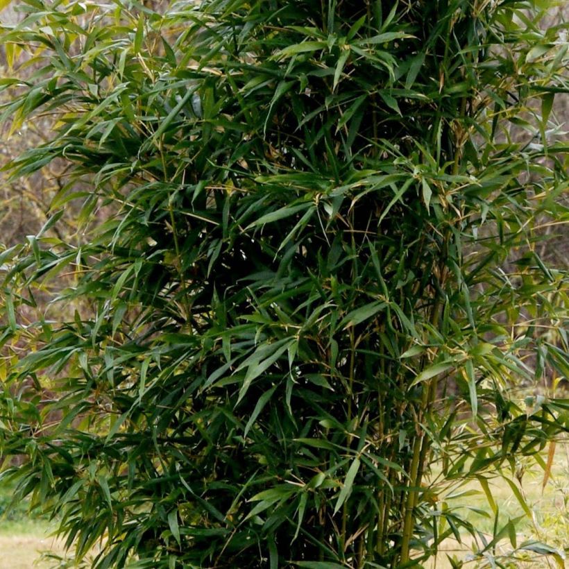 Semiarundinaria yashadake f. kimmei   (Plant habit)