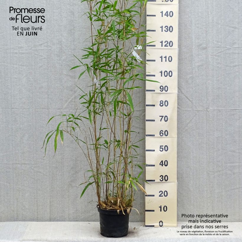 Semiarundinaria yashadake f. kimmei   4L/5L pot sample as delivered in summer