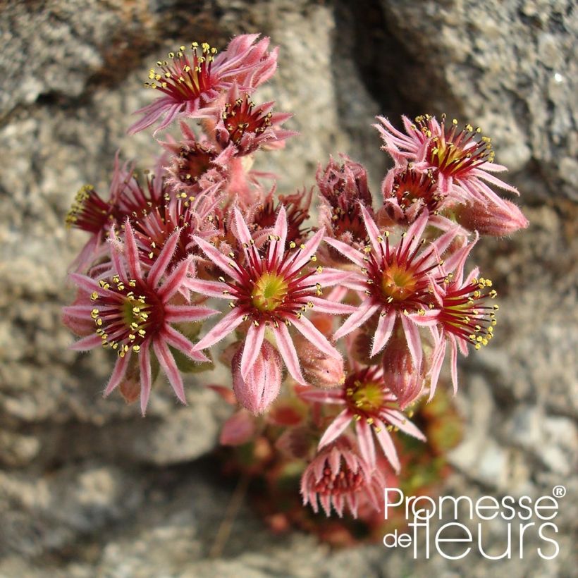 Sempervivum Collection (Flowering)