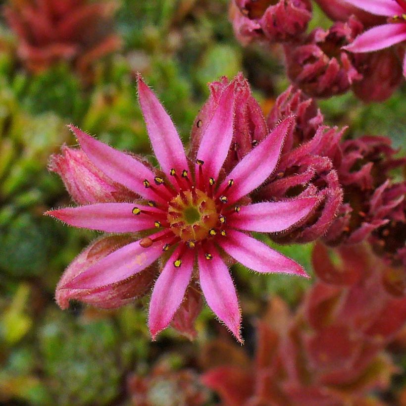 Sempervivum x arachnoideum Alpha (Flowering)