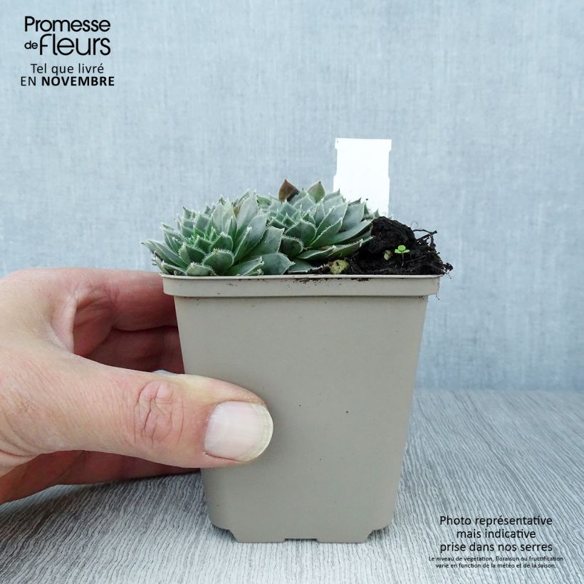 Sempervivum x arachnoideum Alpha 8/9 cm pot sample as delivered in autumn