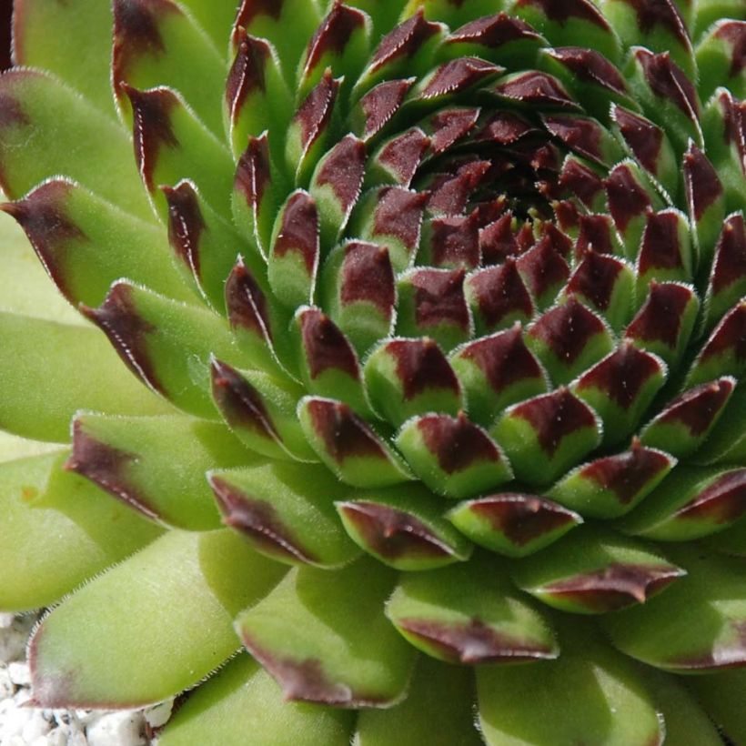 Sempervivum Chick Charms Appletini (Foliage)