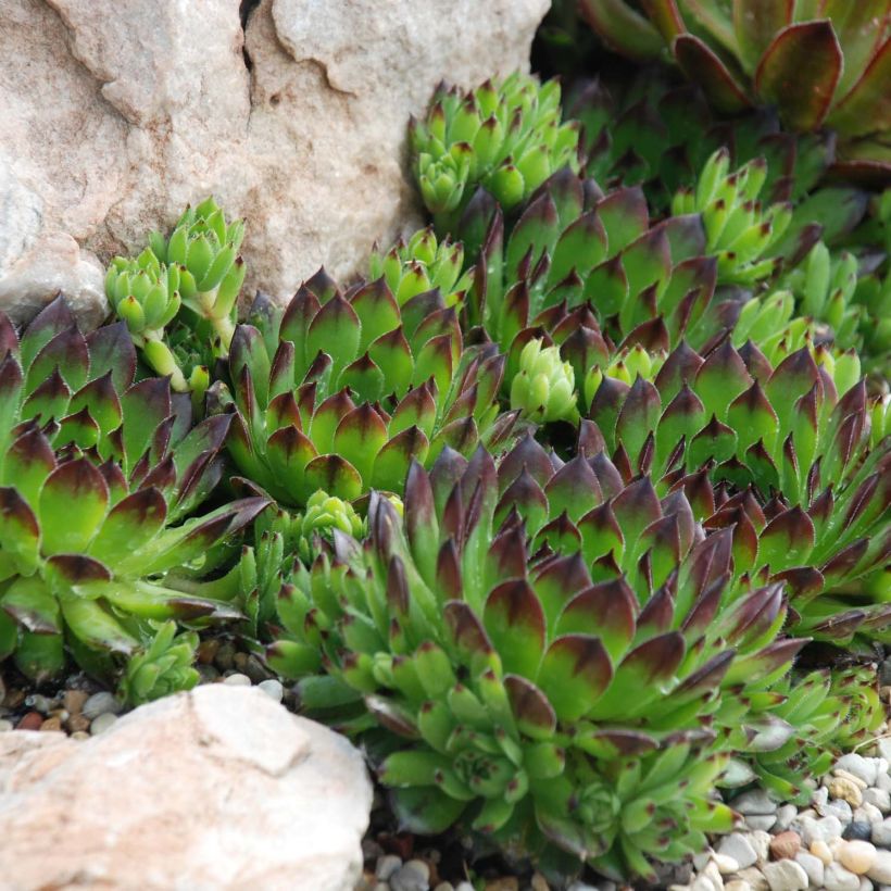 Sempervivum Chick Charms Appletini (Plant habit)