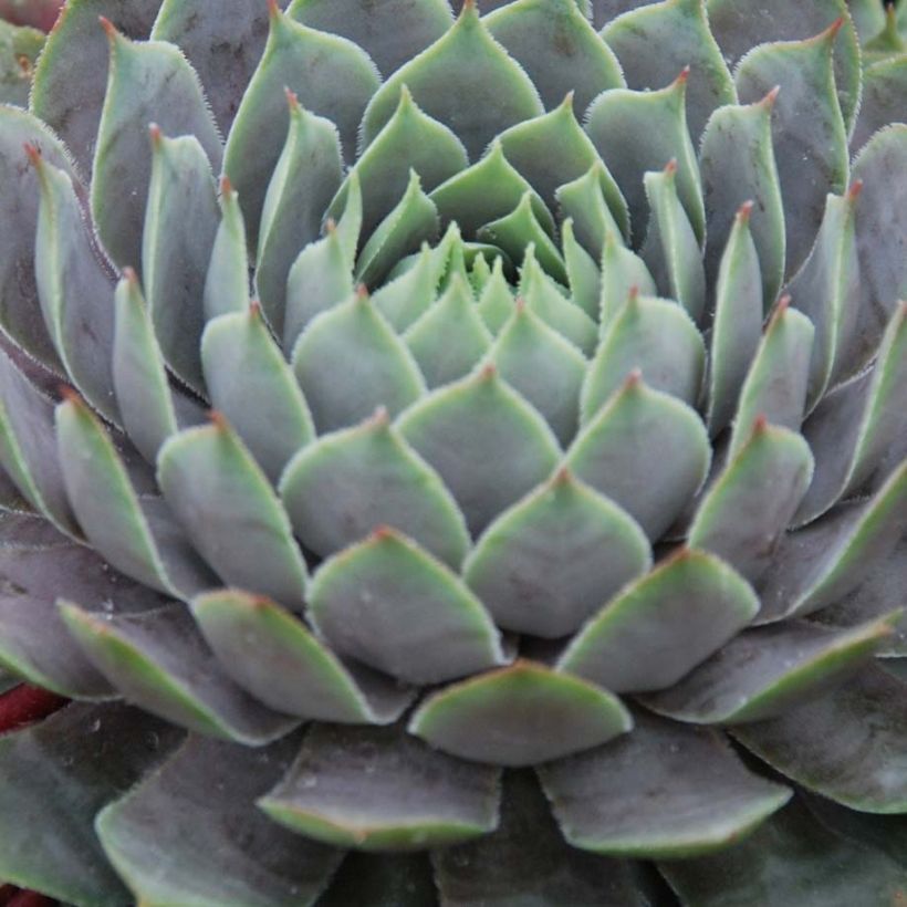 Sempervivum Chick Charms Berry Blues (Foliage)