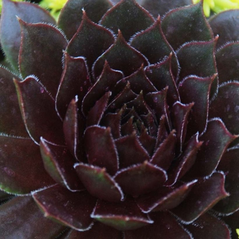 Sempervivum Chick Charms Bing Cherry (Foliage)