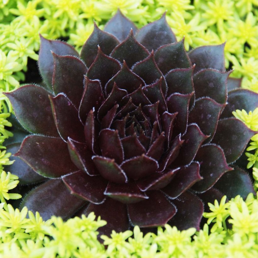 Sempervivum Chick Charms Bing Cherry (Plant habit)