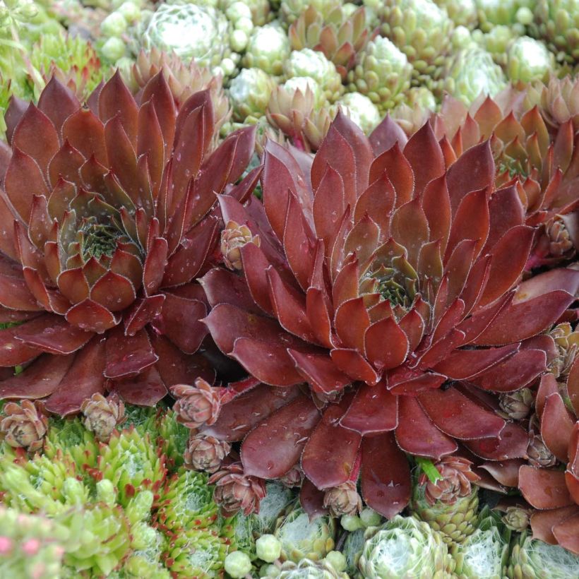 Sempervivum Chick Charms Cherry Berry (Foliage)