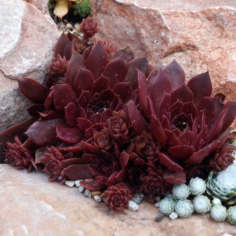 Sempervivum Chick Charms Chocolate Kiss (Plant habit)