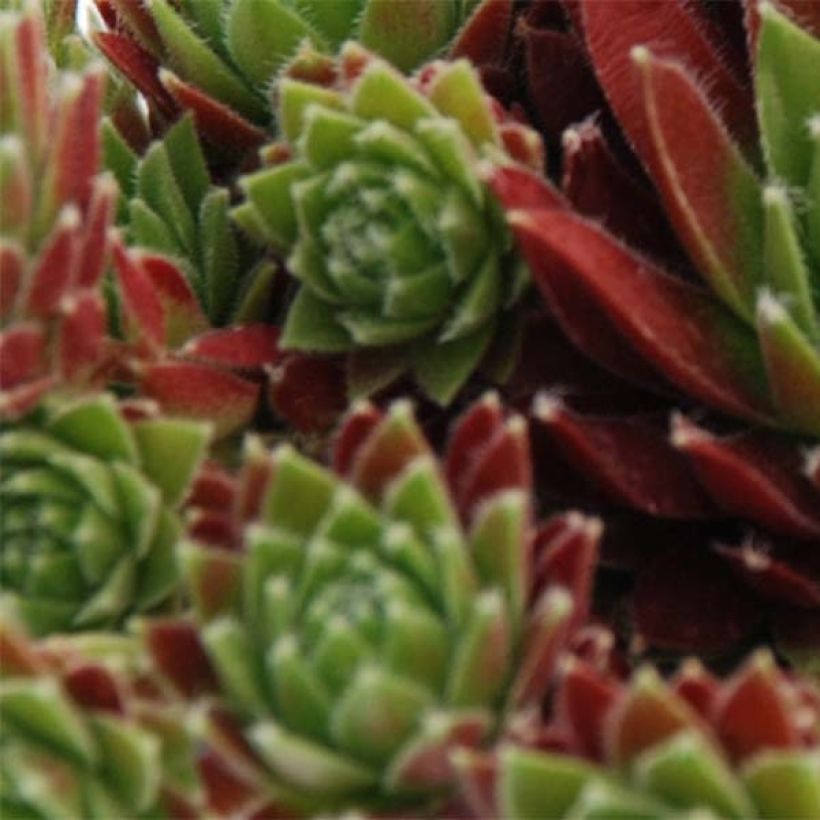 Sempervivum Chick Charms Cinnamon Starburst (Foliage)